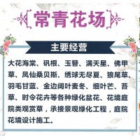 常青花场主要经营大花海棠、矾根、玉簪、满天星 沈阳花卉基地