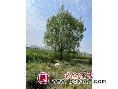 杭州柳树价格-萧山陈敖园艺场 垂柳5–35公分现货供应图1