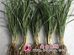 麦冬草