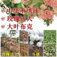 中华木绣球-玫瑰达人-大叶布克-老友红枫苗木培育基地
