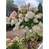 大花圆锥绣球香草草莓棒棒糖1-8公分-晓荷园艺-东北苗木