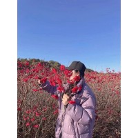天目琼花-丛生天目琼花 多分枝 冠幅饱满 落叶灌木 耐寒抗旱 -晓荷园艺