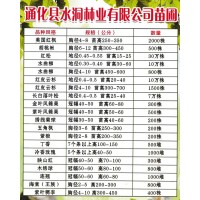 美国红枫4-8公分现货 东北红枫基地-水洞林业有限公司苗圃