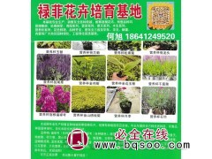 萱草-鸢尾-玉簪-裸根苗-各种宿根花卉苗-鞍山禄菲花卉基地图1