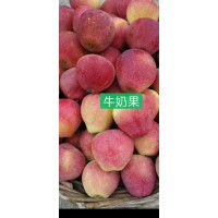 牛奶果苗-内蒙古果树小苗销售-果树苗-东来村园艺场
