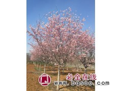 樱花0.3万株，地径5-16厘米，苗高3米 河南绿化苗木图1