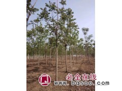 臭椿，地径5-12厘米，苗高5-8米 河南苗木网 绿化苗木图1