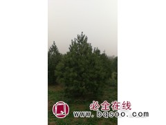 白皮松地径1-15厘米，苗高0.5-3.5米 河南绿化苗木图1