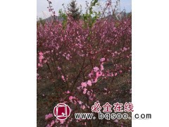 榆叶梅，地径8-10厘米，苗高2米 河南绿化网 绿化苗图1