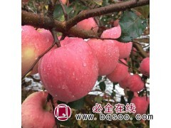 红富士苹果200万株，地径2-3厘米，苗高1.5米 苹果苗图1