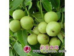 薄壳山核桃10万株，地径2-3厘米，苗高1.5米 核桃苗图1