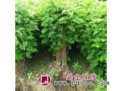 刺槐10万株，地径2-4厘米，苗高1.8米 河南刺槐苗大量图1