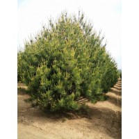 白皮松10万株，地径2-3厘米，苗高1.5米 洛阳白皮松