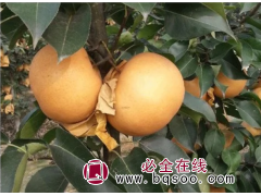 沙梨王10万株 地径1-3厘米，苗高1.5米 洛阳梨树苗价格图1