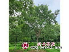 国槐，地径8-16厘米，苗高4.5-6.5米 洛阳国槐价格表图1