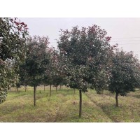红叶石楠3-4厘米，苗高0.7米 高杆红叶石楠树价格 苗木