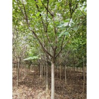 樱花240株，地径4-7厘米，苗高3.5米  绿垣绿化工程