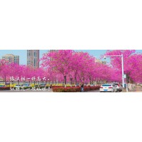 丛生巨紫荆4.8万株，地径12-20厘米，高5-6米 巨紫荆
