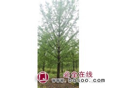 银杏0.1万株，地径3.2-5.5厘米，苗高4米 许昌苗木图1