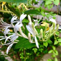 纯蕾金银花205万株，0.4-1厘米，高0.28-0.35米