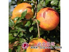 突尼斯软籽石榴0.15万株，地径6-12厘米，苗高2.2米图1