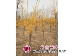 金枝槐1万株，地径7厘米，苗高4米 盛新花木 苗木地图1