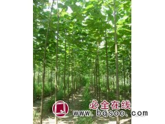 泡桐0.3万株，地径6-7厘米，苗高4-5米 泡桐苗价格图1