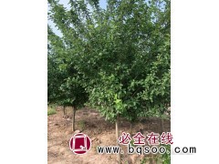 西府海棠1.5万株，地径5-9厘米，苗高1.5-1.8米图1