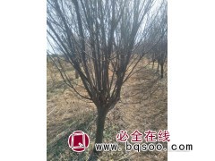 红叶李0.8万株，地径4-7厘米，苗高2-3米 苗木绿化图1