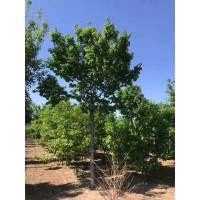 蒙古栎25万株，地径0.5-3厘米，高0.5-2米 绿化苗木