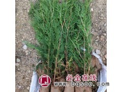 侧柏0.1万株，地径3-4厘米，苗高1米 绿化小苗图1