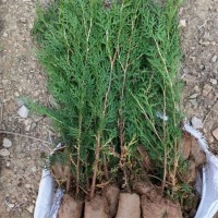 侧柏0.1万株，地径3-4厘米，苗高1米 绿化小苗