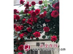 藤本月季-南阳月季基地-实创苗木花卉-蒂娜月季系列图1