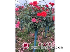 树桩月季 庭院盆栽树桩大花月季 小区公园庭院观赏种植 风景行道树 时创花卉苗木图1