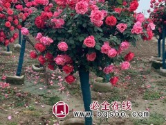 树桩月季