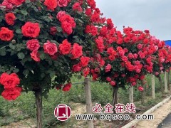 树桩月季