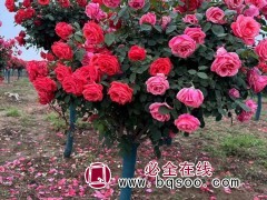 树桩月季