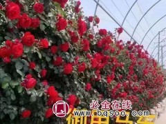 藤本月季
