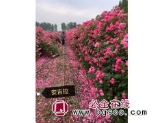 藤本月季花苗 大游行 安吉拉 大红袍品种齐全 月季 实创花卉图1
