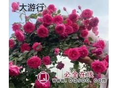 欧洲月季花大型藤本 大游行月季苗 爬藤蔷薇盆栽花卉 实创花卉苗木图1