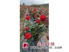 丰花月季大杯小杯工程苗 基地现挖带杯发货 根系完整 移栽易成活 实创花卉苗木图1