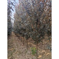 红叶李15万株，地径2.5-5厘米，苗高2-2.5米