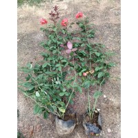 古桩月季-高杆月季-月季花苗-建圃月季苗-南阳月季基地