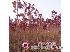 红叶杨5万株，地径2-4厘米，苗高3.5米 红叶杨小苗大量图1
