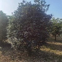 桂花1.8万株，地径3-5厘米，苗高2.5米 桂花树价格