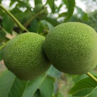 薄壳山核桃3万株，地径1-2厘米，苗高0.8-1.3米 核桃