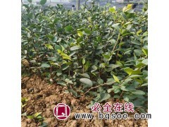 良种油茶50万株，地径0.4厘米，苗高0.4米 油茶苗大量图1