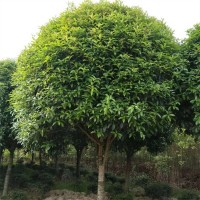 桂花2.1万株，地径5-10厘米，苗高3-4米 桂花树价格