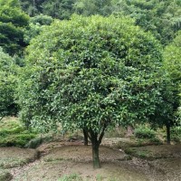 桂花4万株，地径2-12厘米，苗高2-6米 桂花树价格
