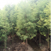 落羽杉 又名落羽松 公园庭院小区行道风景树路边园林造景种植